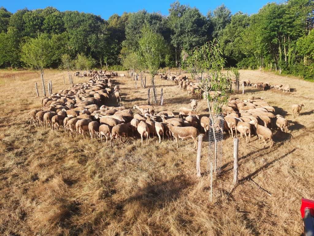 Jeunes amandiers protégés au milieu d’un troupeau de brebis à Saint-Jean-sur-Couesnon