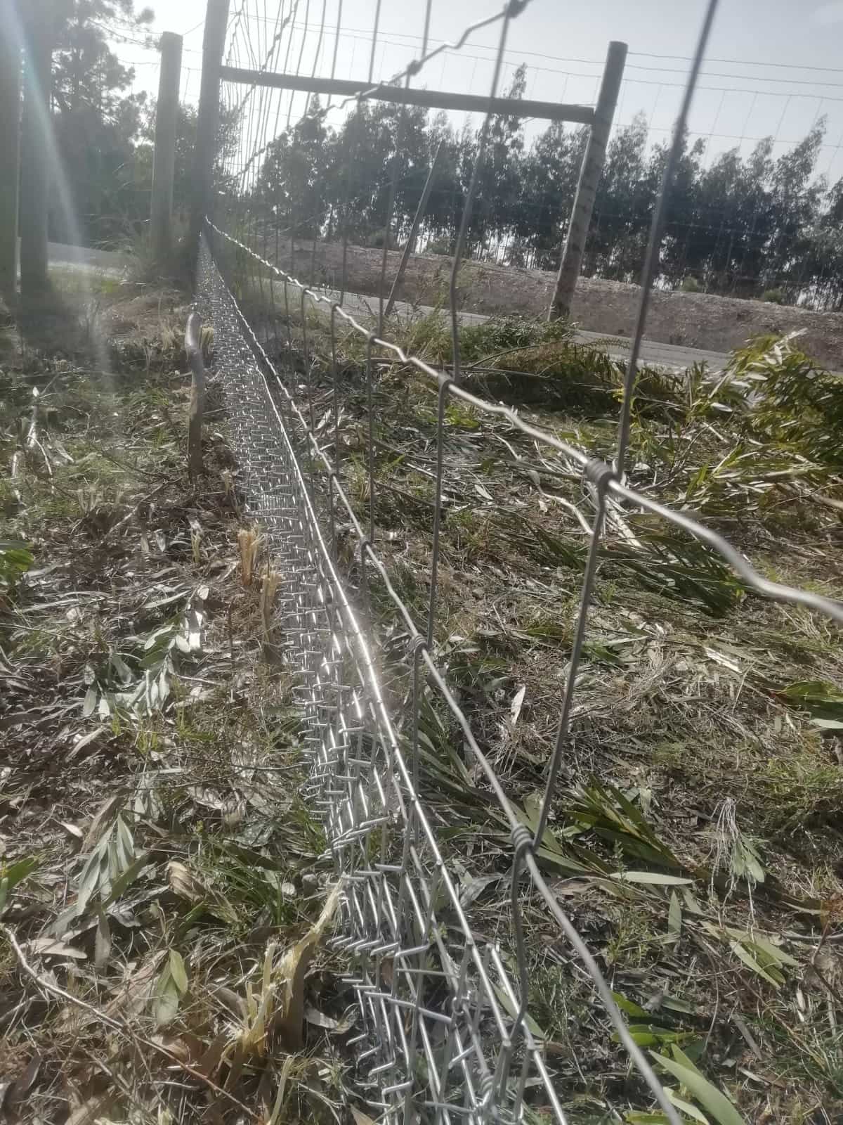 Jeunes arbres protégés des sangliers par des grillages en acier, en bordure d’un parcours de golf