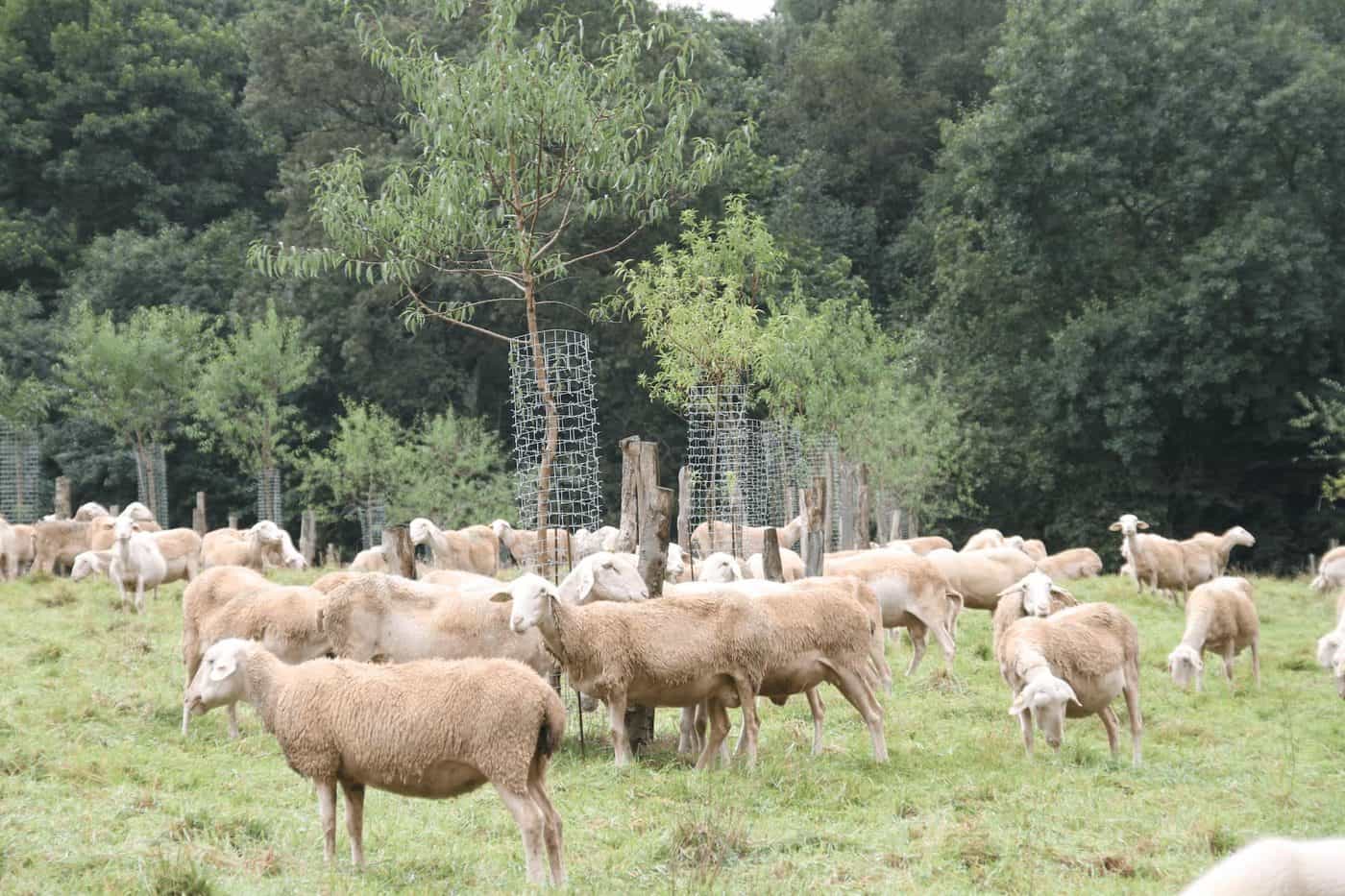 Brebis au pâturage entre de jeunes arbres protégés