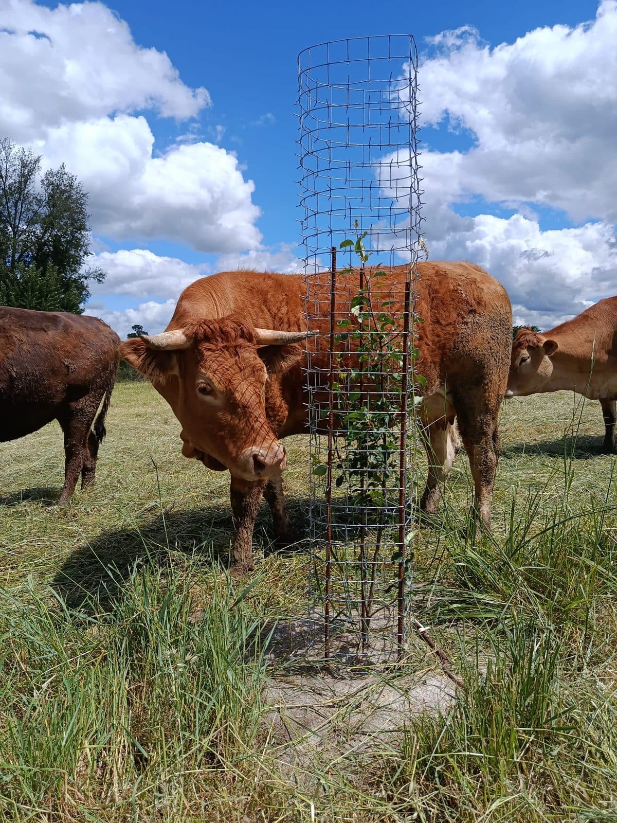 Modèle parc animalier