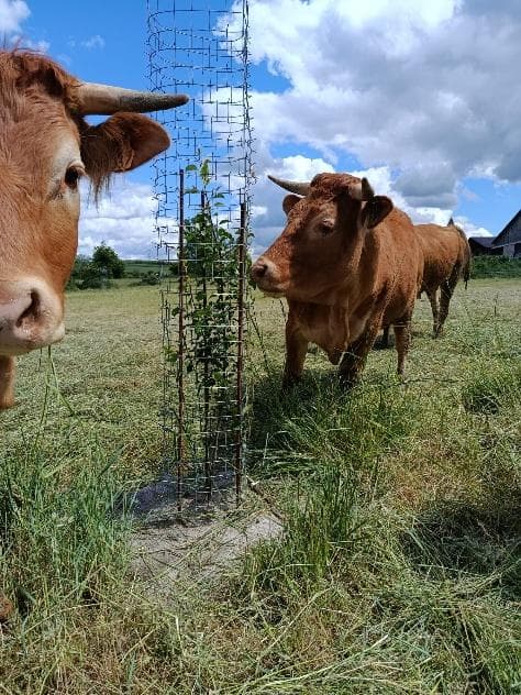Due bovini curiosi davanti a un arbusto protetto, senza toccarlo