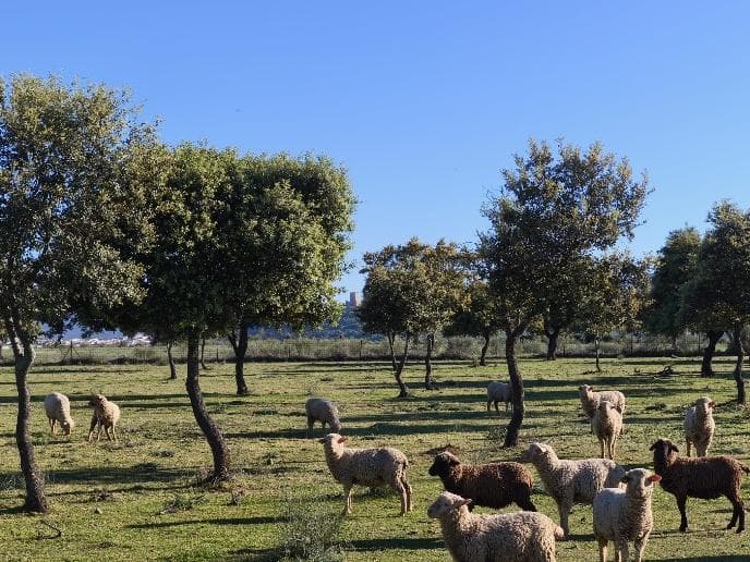 Pecore al pascolo sotto alberi adulti