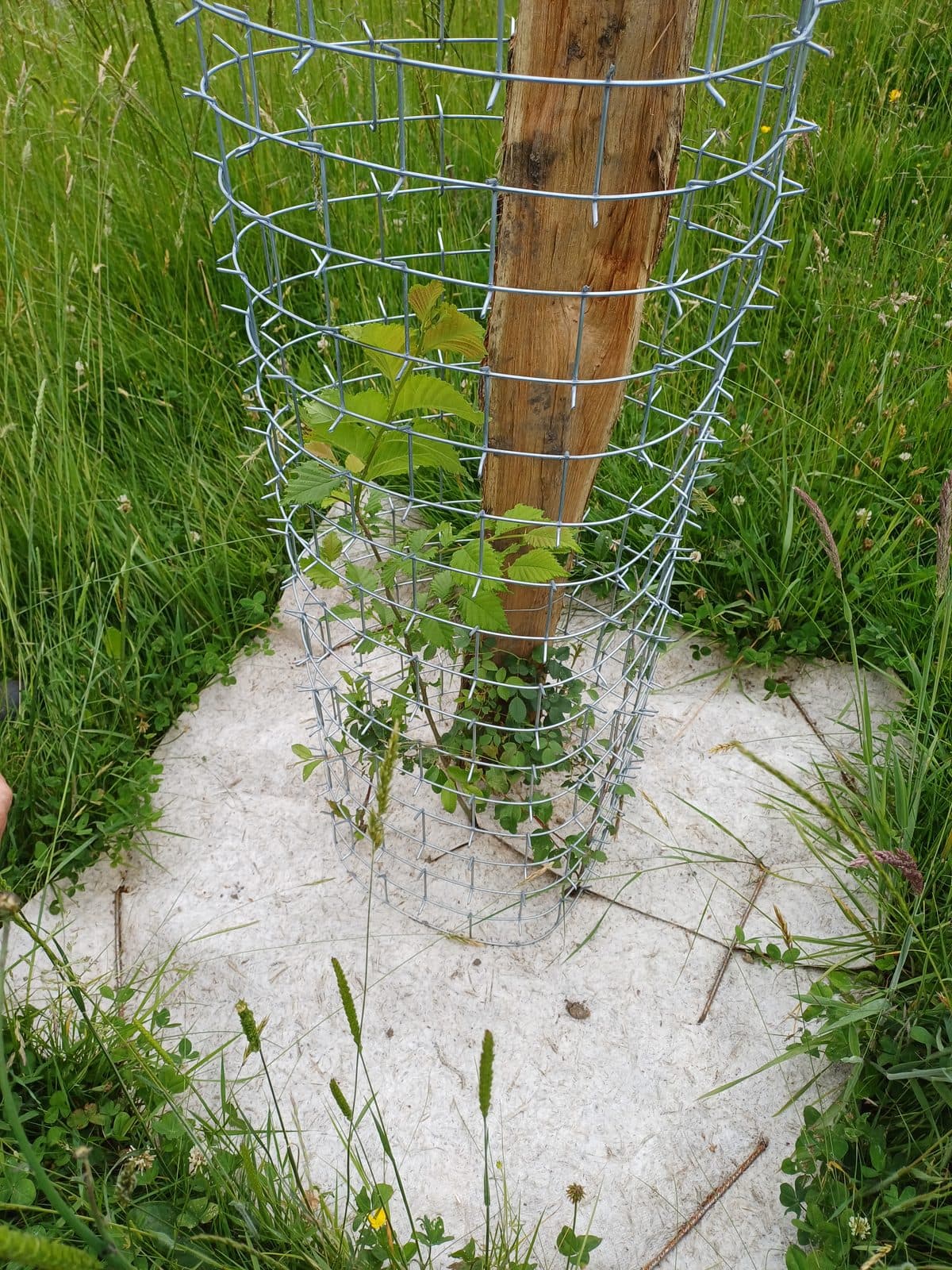 Buisson anglais à la plantation