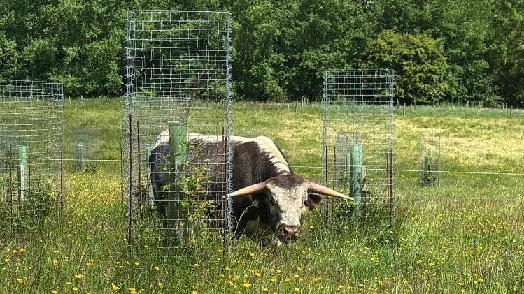 Bovino Longhorn al pascolo tra alberi protetti da Protecteurs Cactus