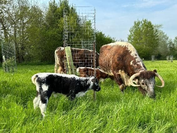 Vacca Longhorn con il vitello al pascolo, accanto a giovani alberi protetti