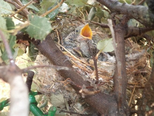 Nidiaceo nel nido, tra i rami di un albero protetto