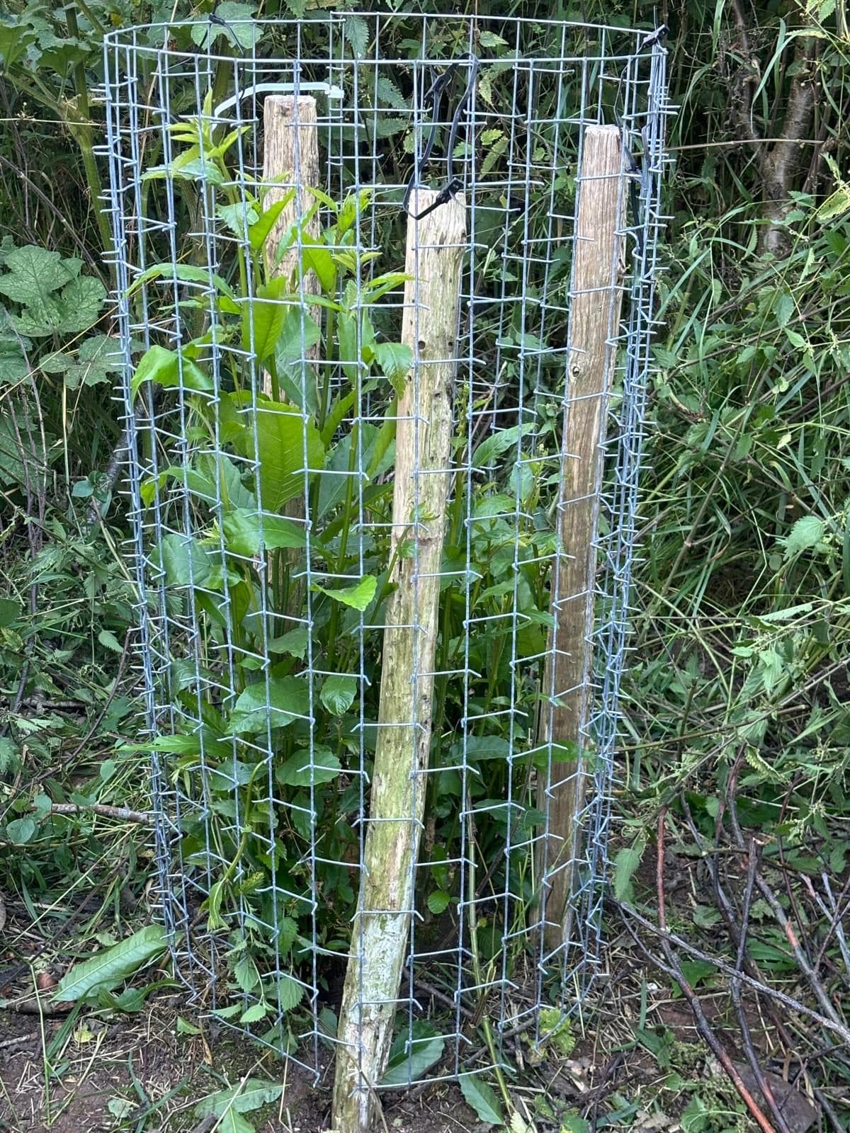 Piquets de bois dans le cactus
