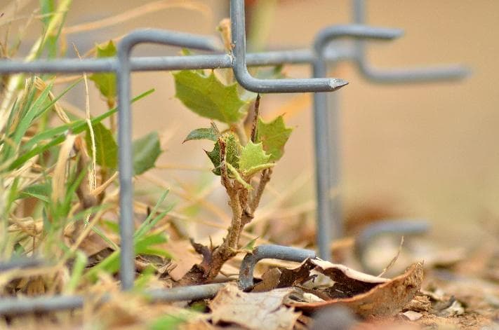 Primo piano di una punta in acciaio zincato, con una giovane plantula che cresce al riparo