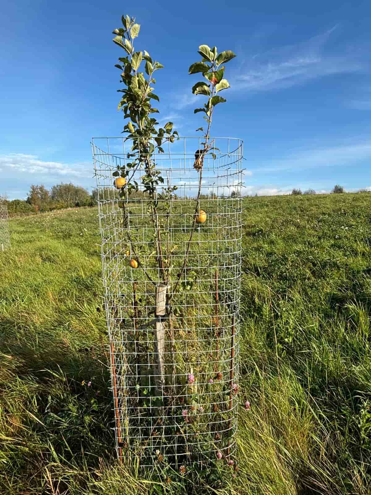Jeune pommier chargé de fruits dans un Protecteur Cactus, au milieu d’un pré