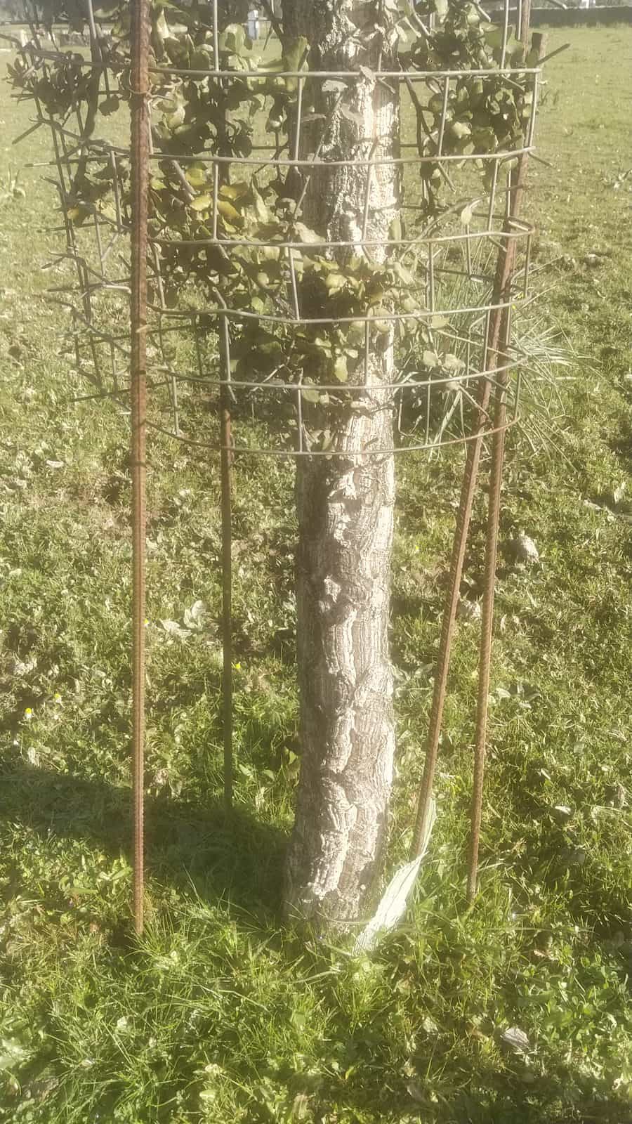 Protecteur Cactus posé autour d’un jeune tronc, quelques centimètres au-dessus du sol