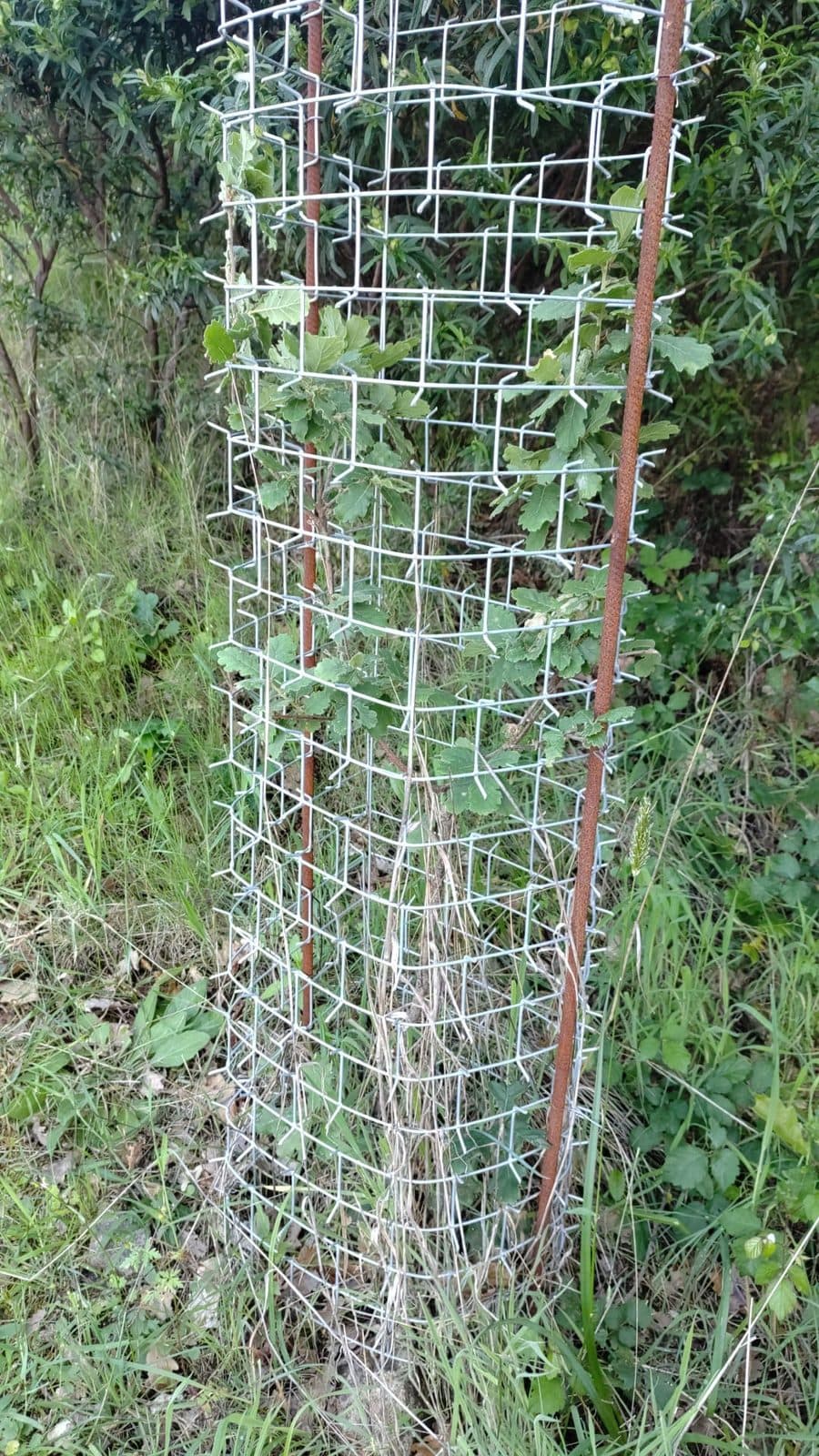Régénération naturelle assistée en maquis