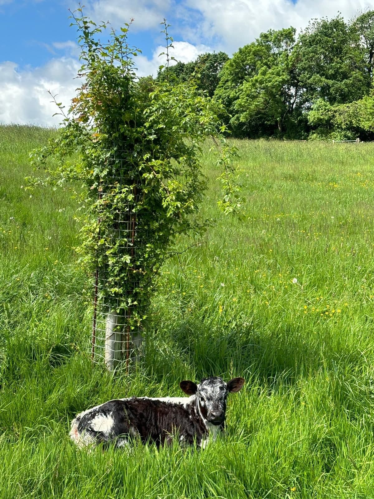 Veau à l'ombre du buisson