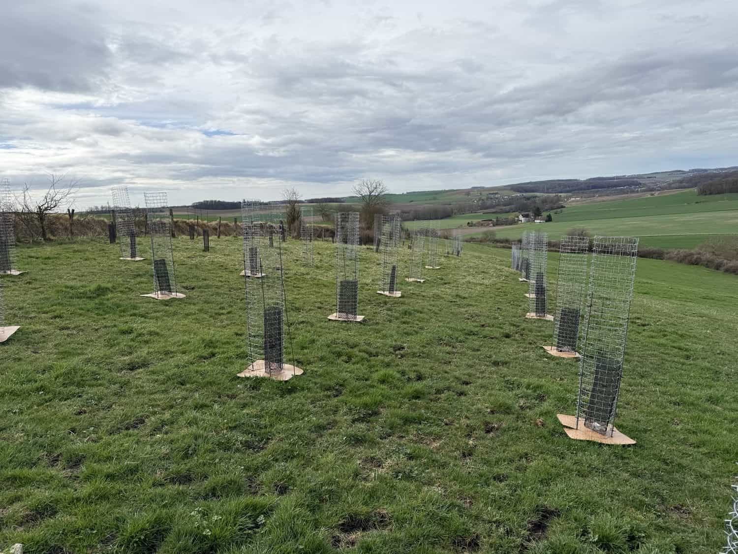 Rangées de jeunes arbres protégés par des grillages en acier dans un pré
