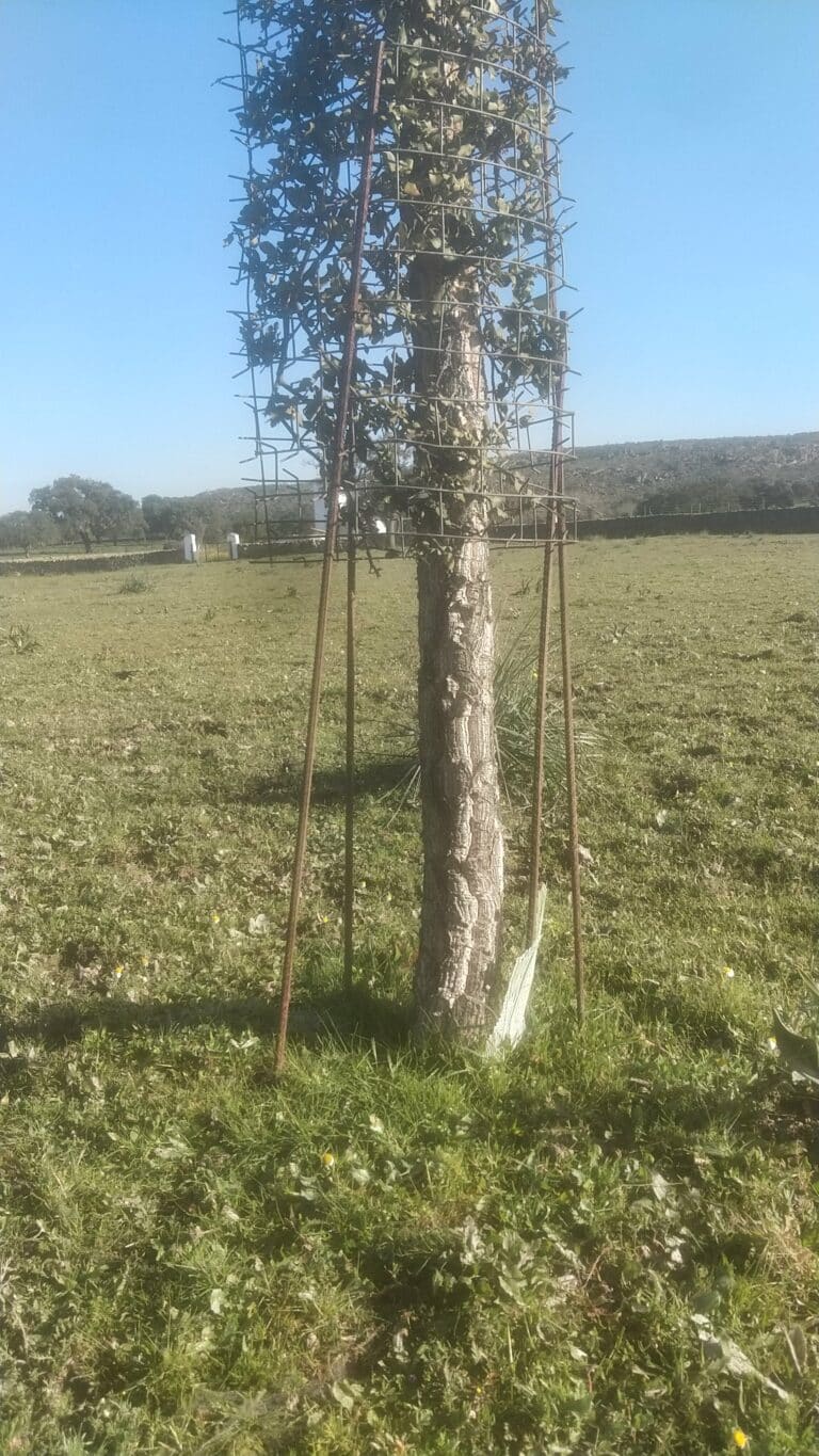 le cactus est surélevé jusqu'à une hauteur de 2.1 mètres pour protéger le haut de l'arbre ; le bas n'est pas abîmé par les animaux qui reculent devant le nombre d'épines